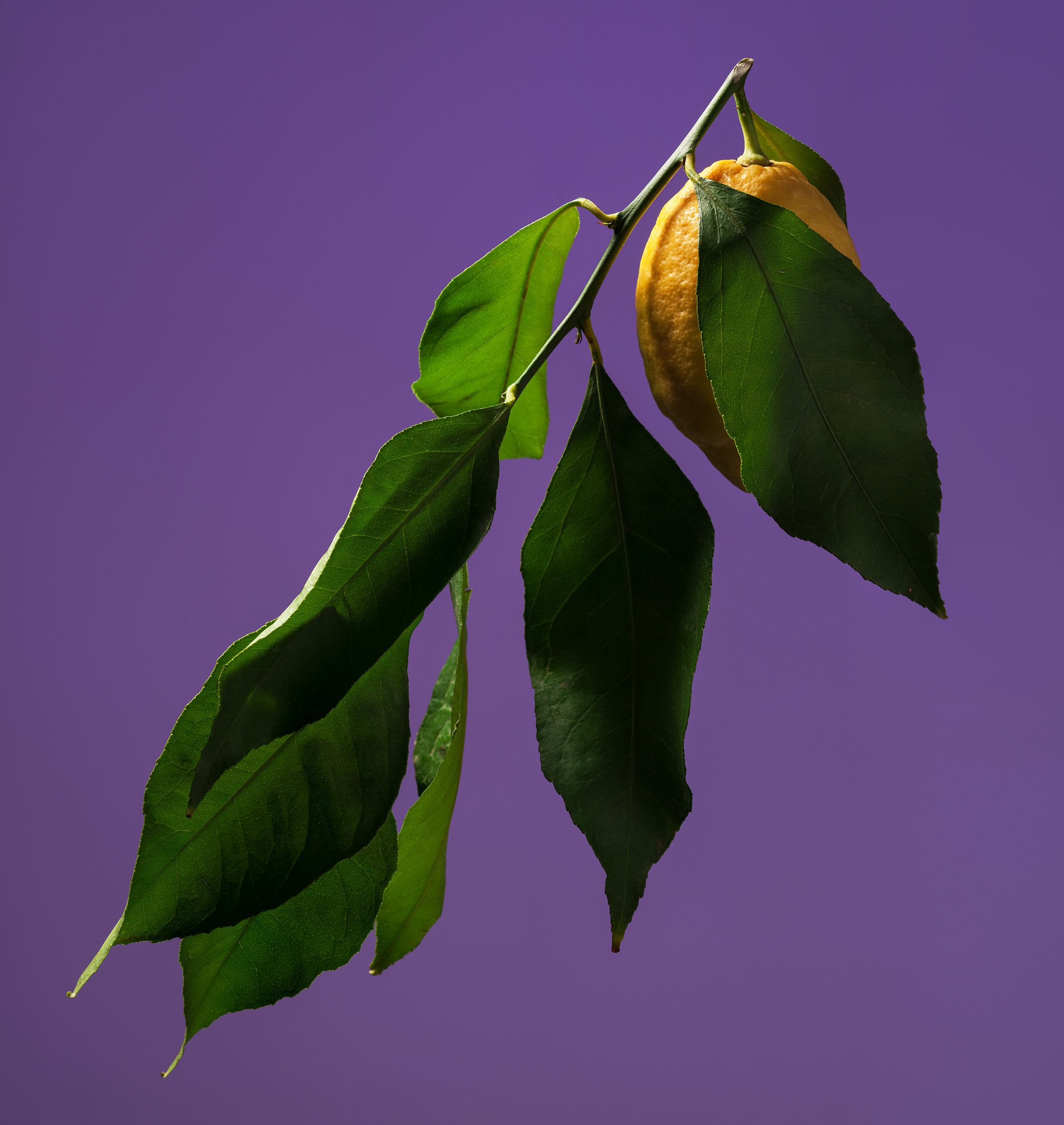 citron - 
