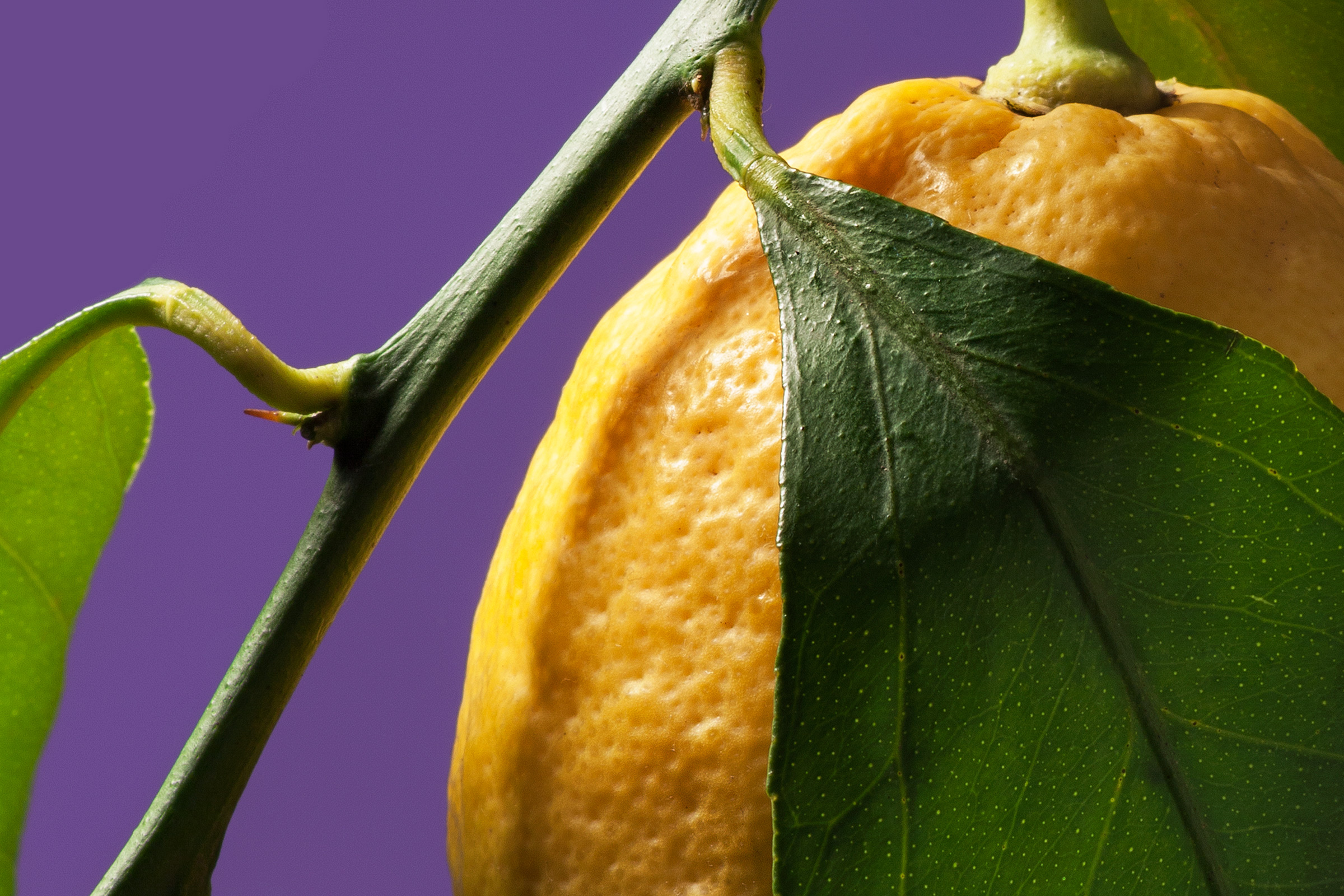 citron - 