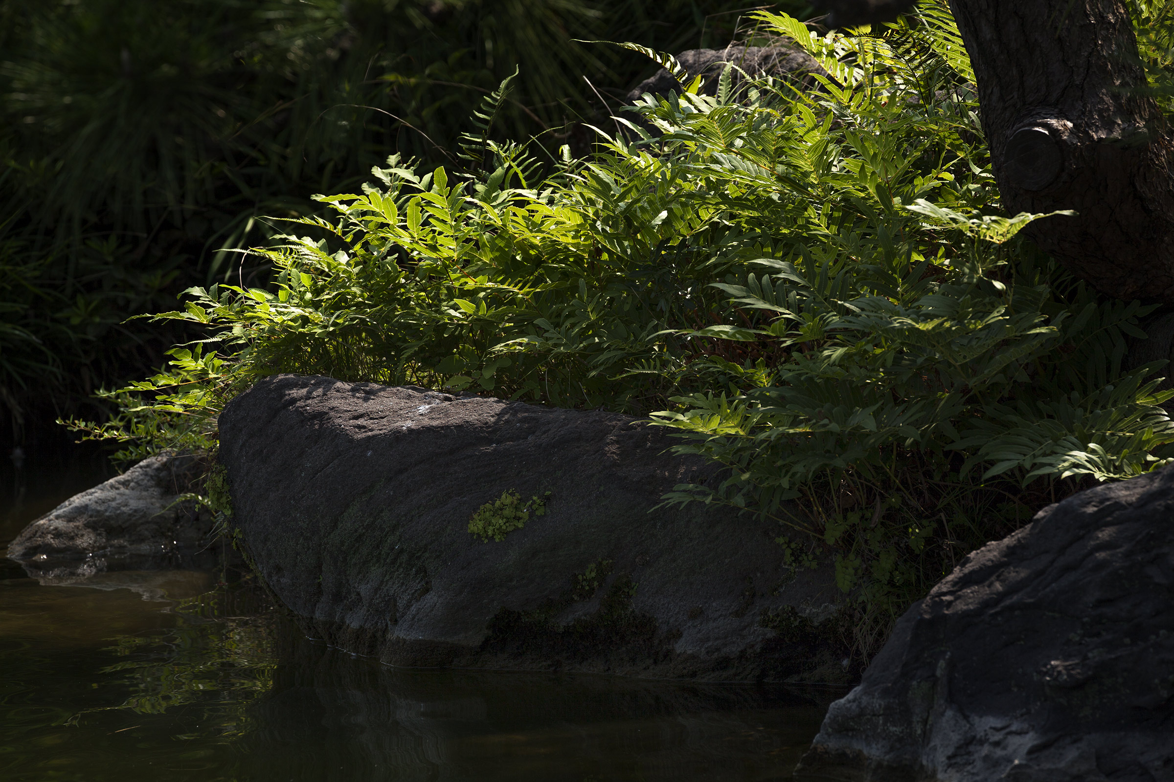 Kiyosumi - 