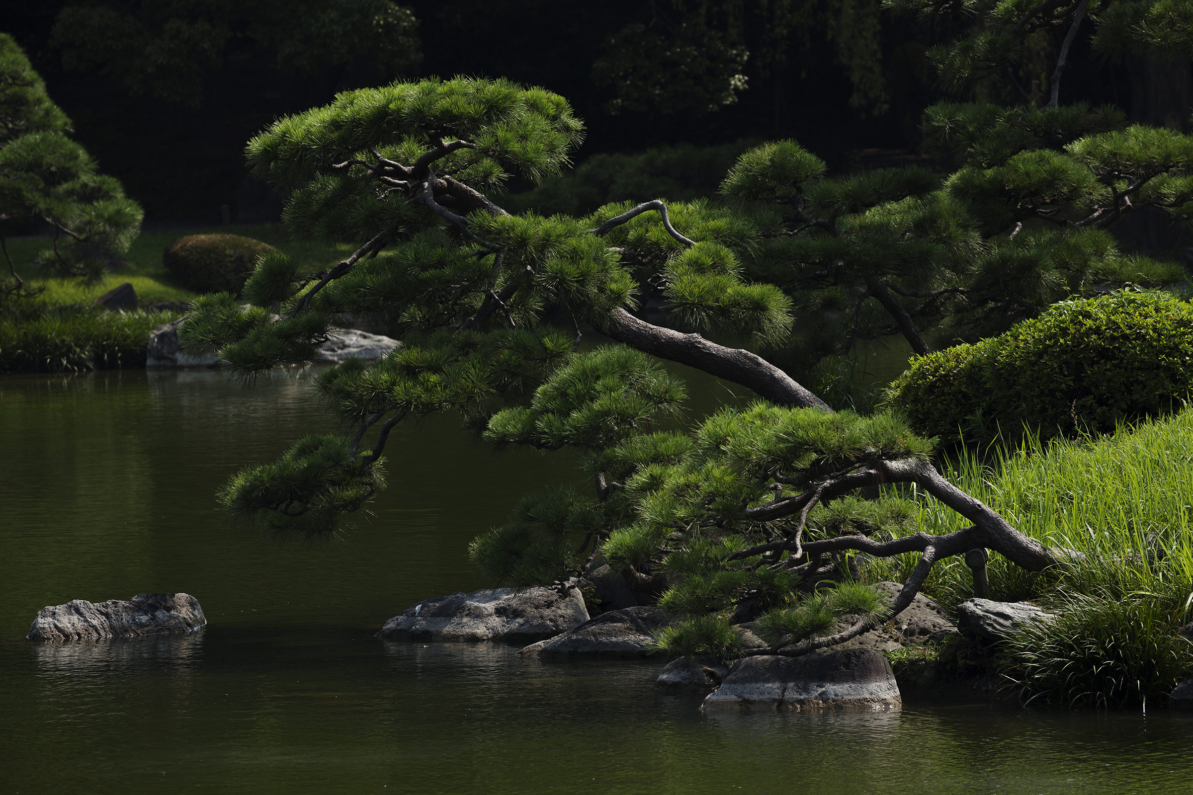 Kiyosumi - 