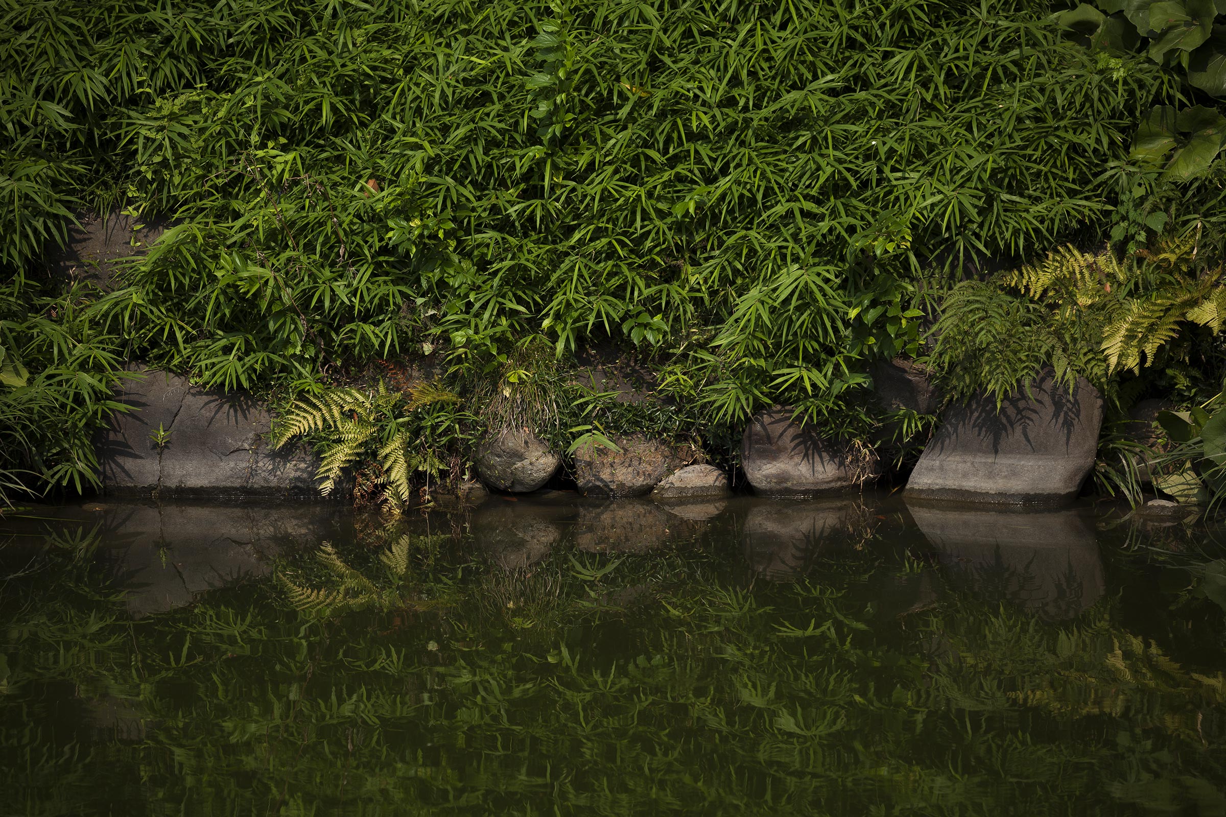 Kiyosumi - 