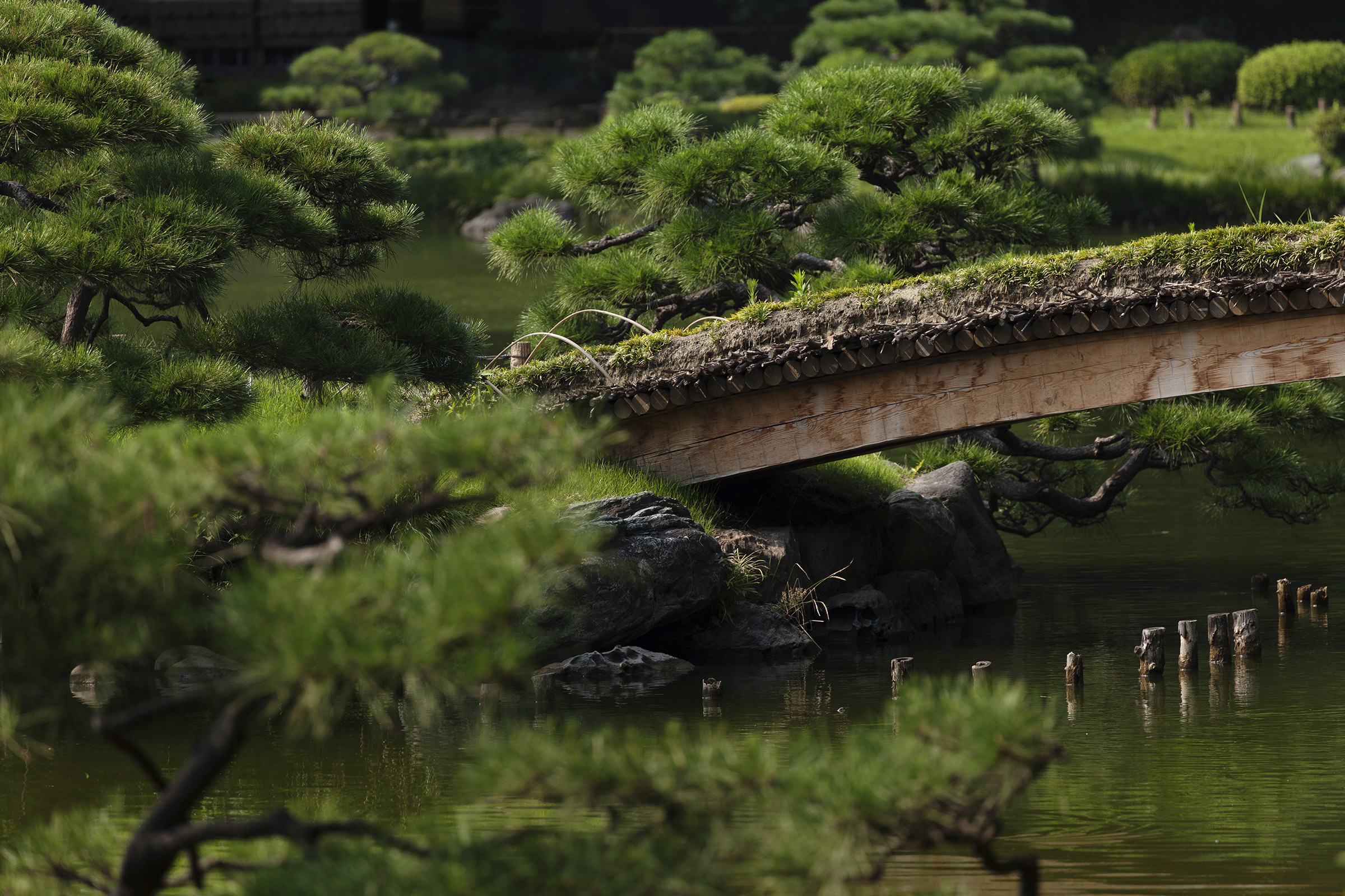 Kiyosumi - 