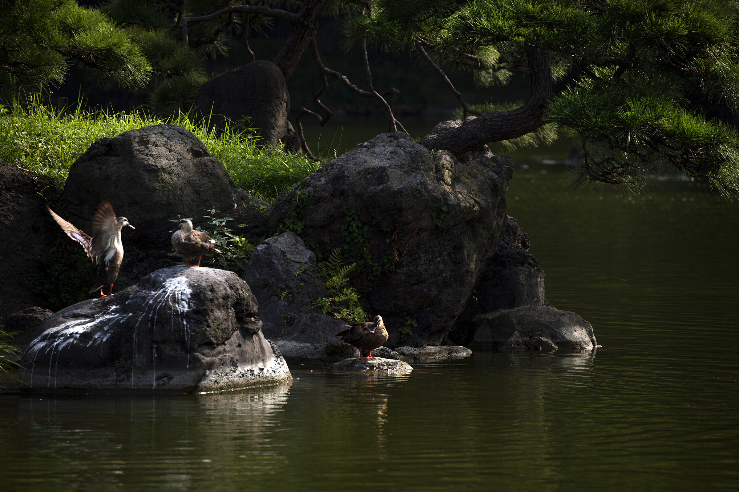Kiyosumi - 