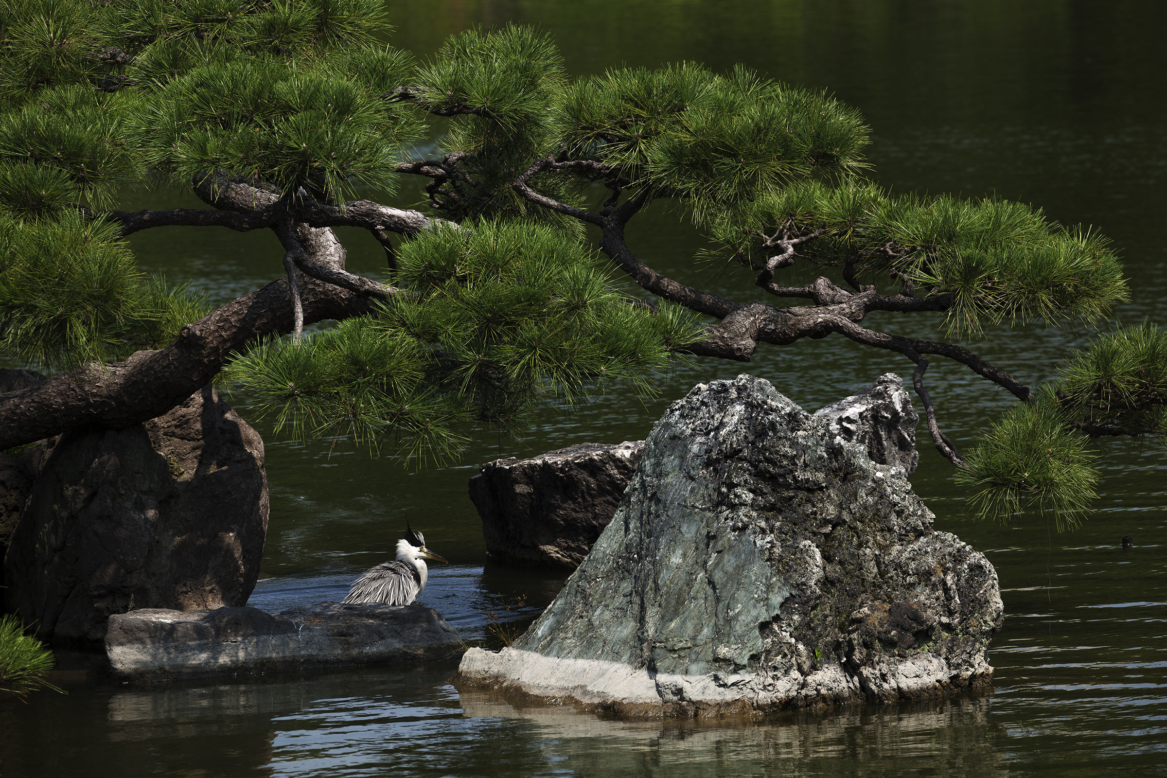 Kiyosumi - 