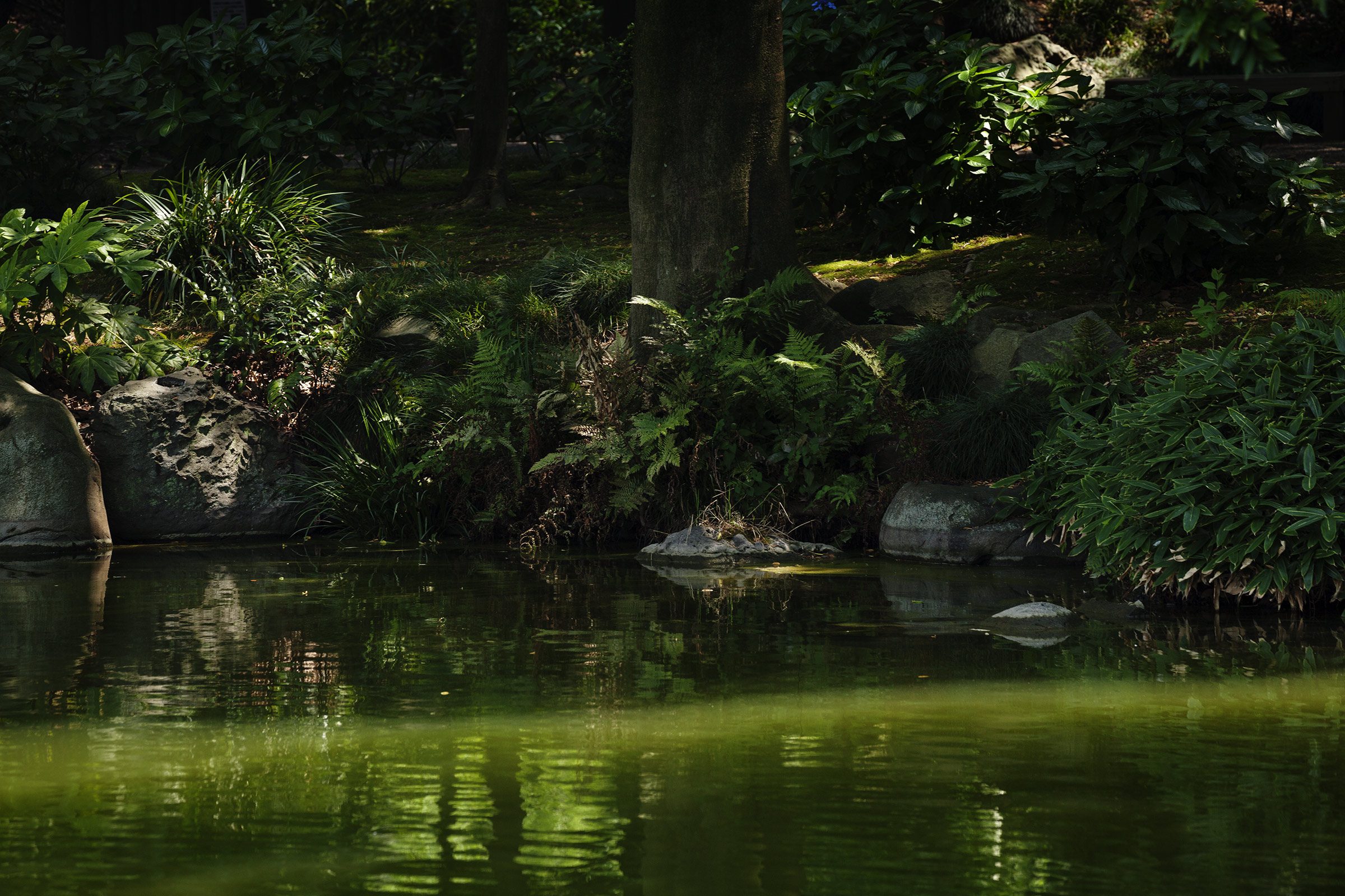 Kiyosumi - 