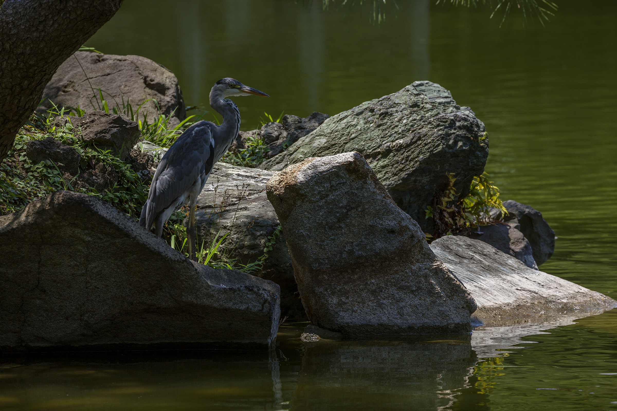 Kiyosumi - 
