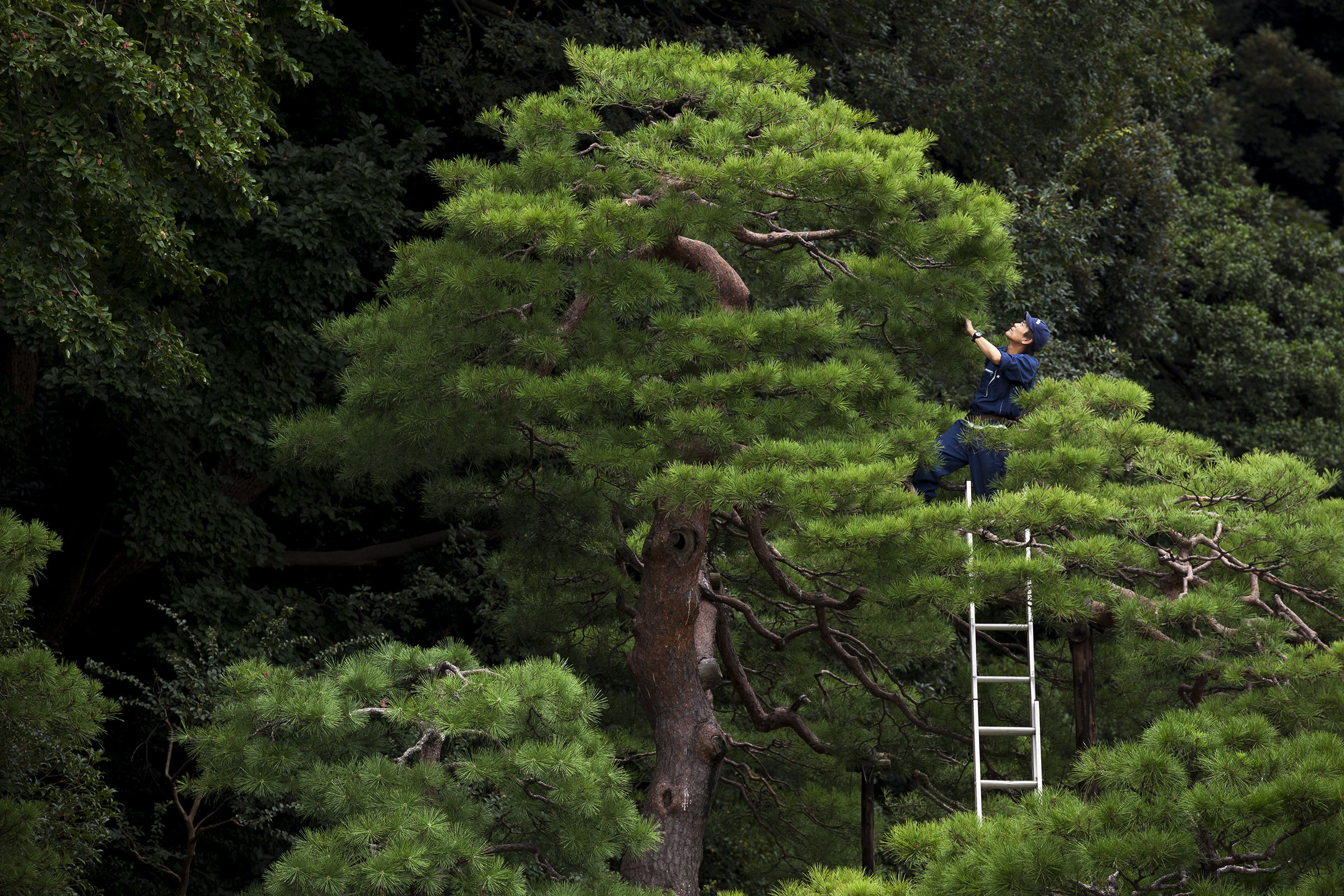 Rikugi-en - Rikugien - Tokyo - jardin de Rikugien