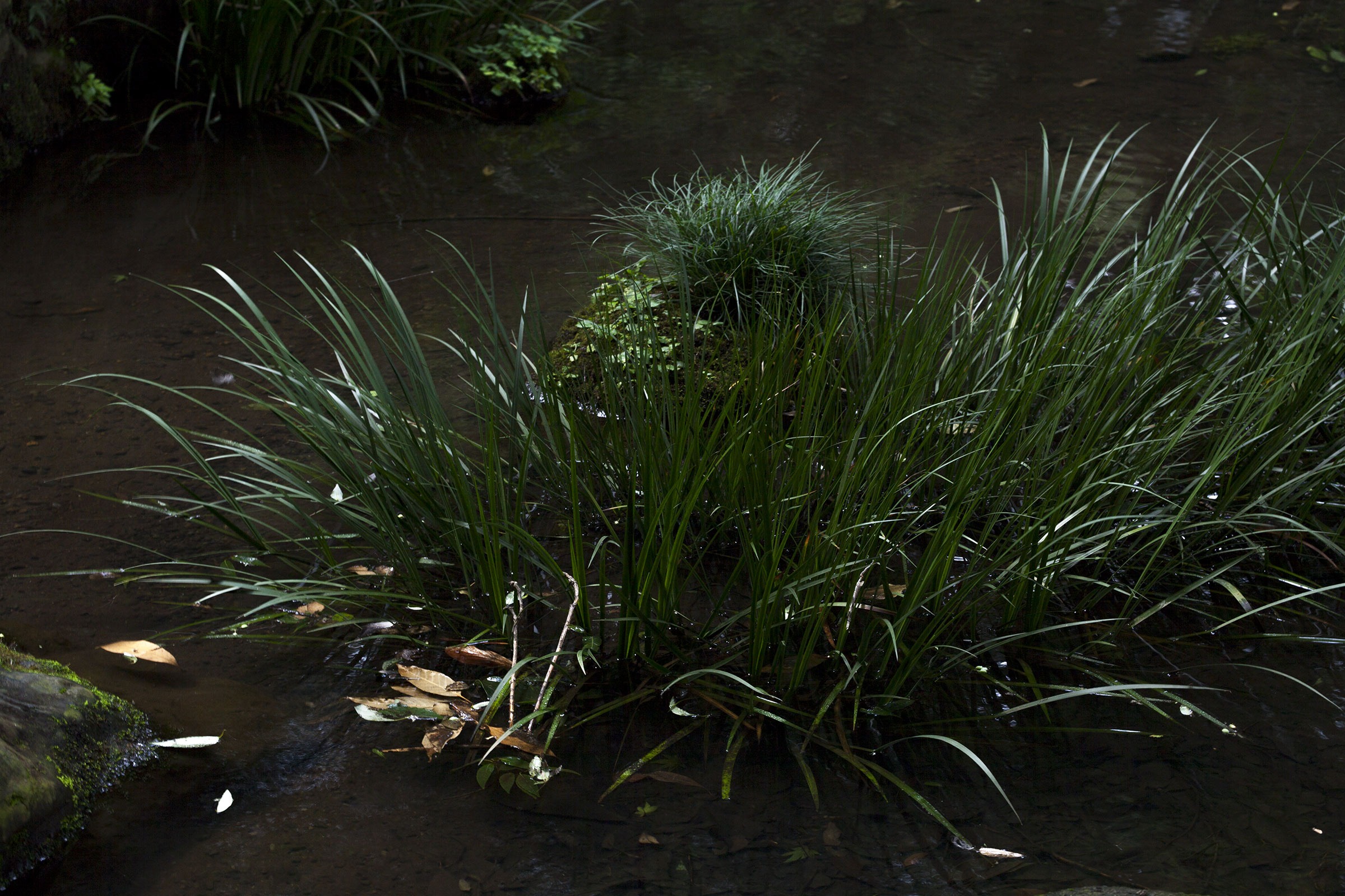 Rikugi-en - Rikugien - Tokyo - jardin de Rikugien