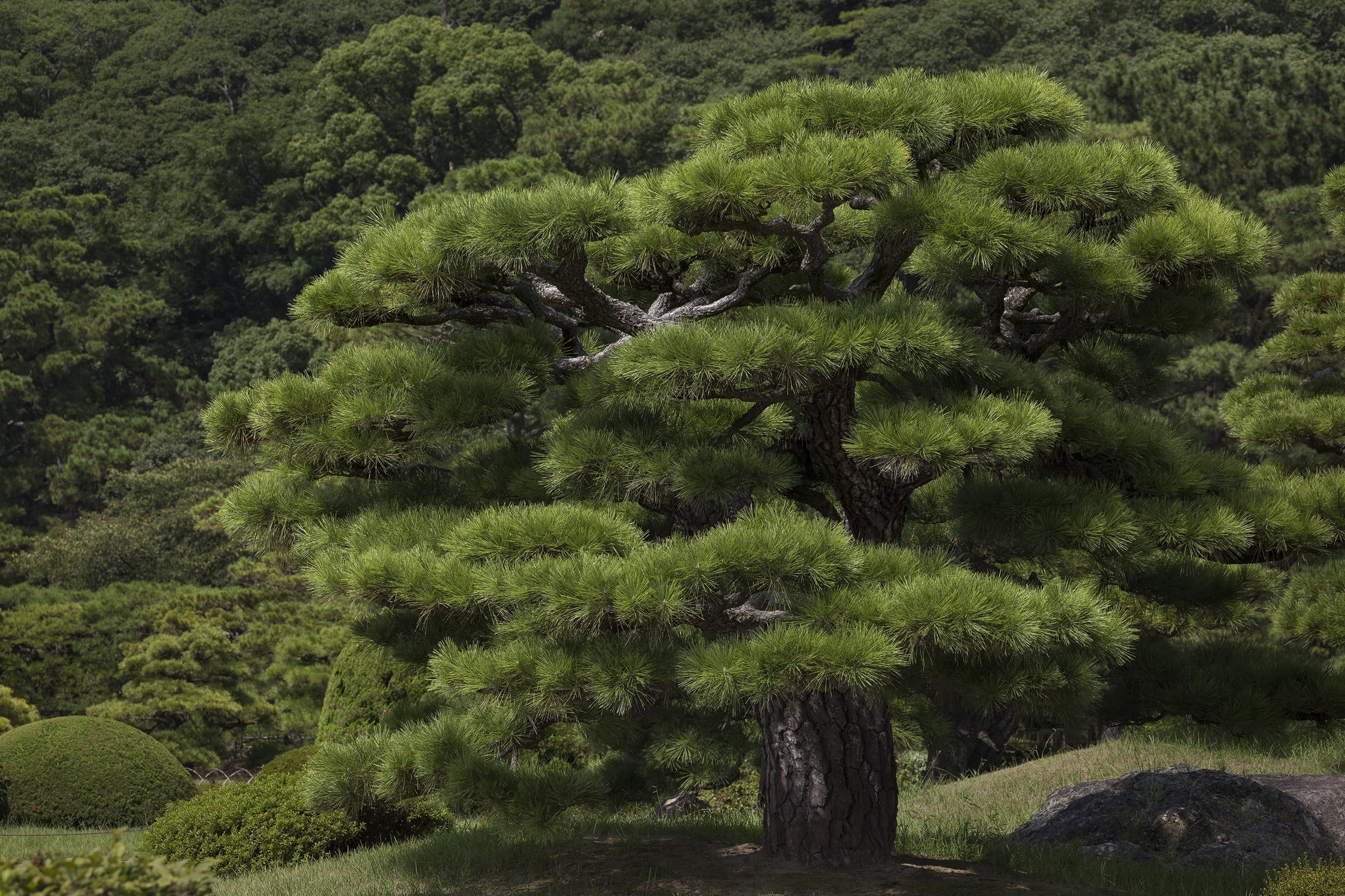 Ritsurin garden - Ritsurin garden_Takamatsu