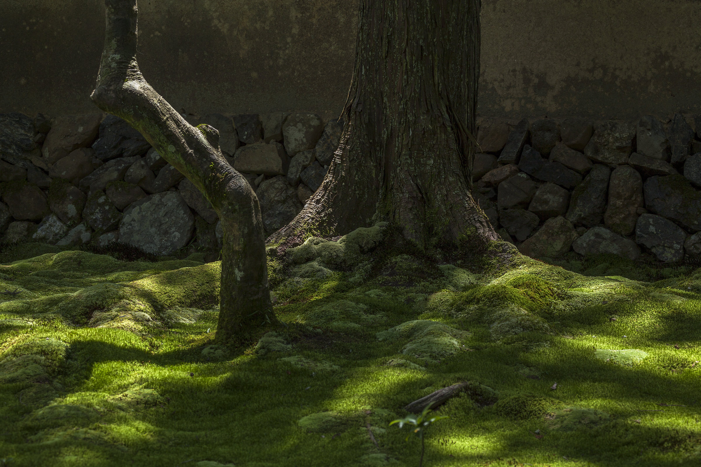 Saiho-ji - Temple des Mousses - Kokedera - Moss Temple - Kyoto - Saihoji