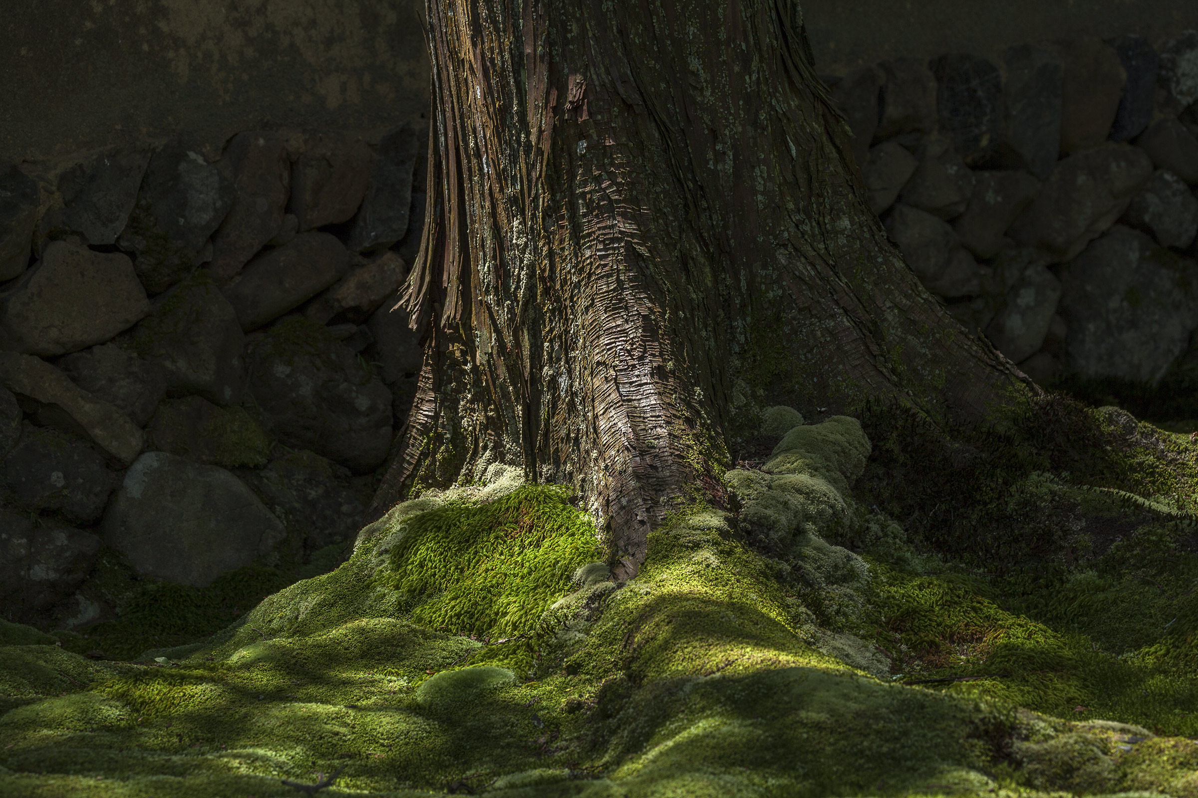 Saiho-ji - Temple des Mousses - Kokedera - Moss Temple - Kyoto - Saihoji