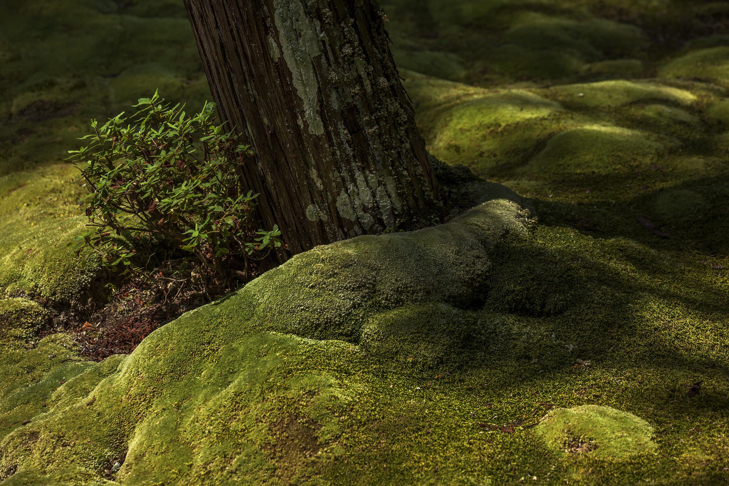 Saiho-ji - Temple des Mousses - Kokedera - Moss Temple - Kyoto - Saihoji