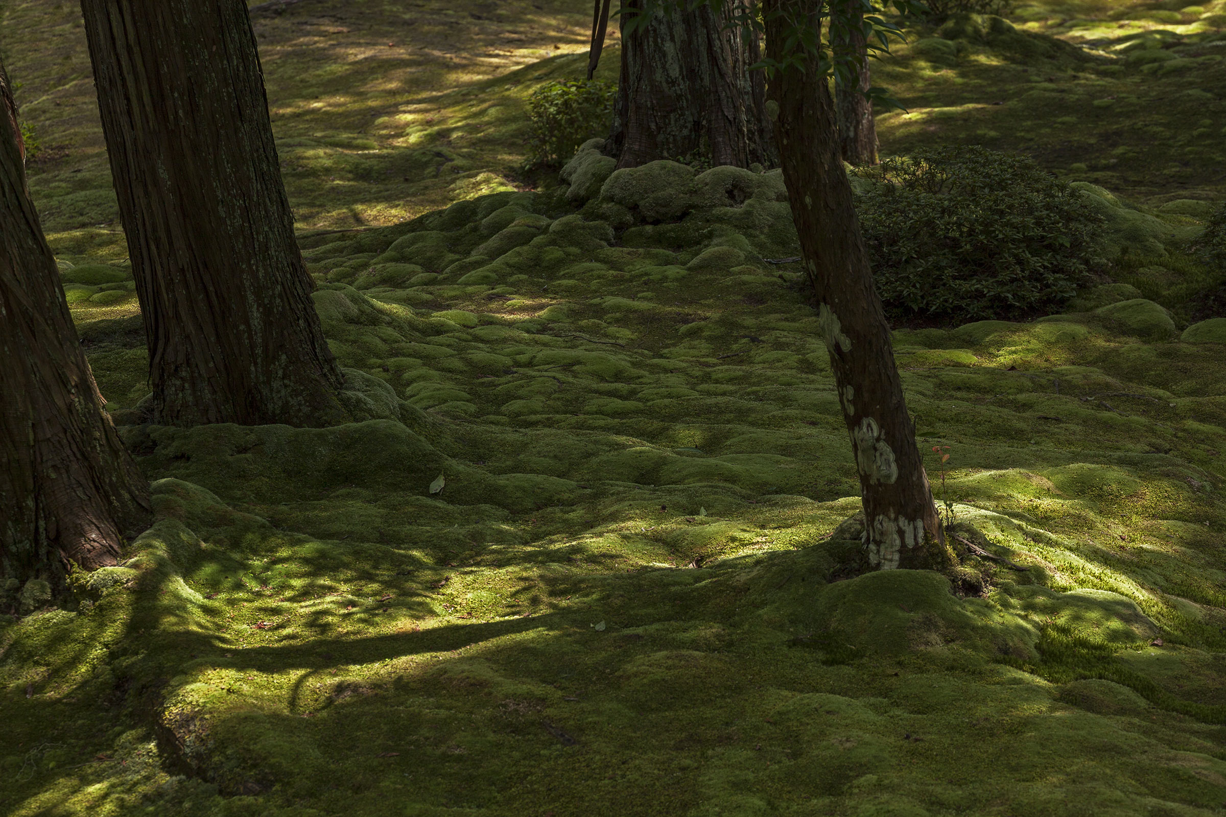 Saiho-ji - Temple des Mousses - Kokedera - Moss Temple - Kyoto - Saihoji