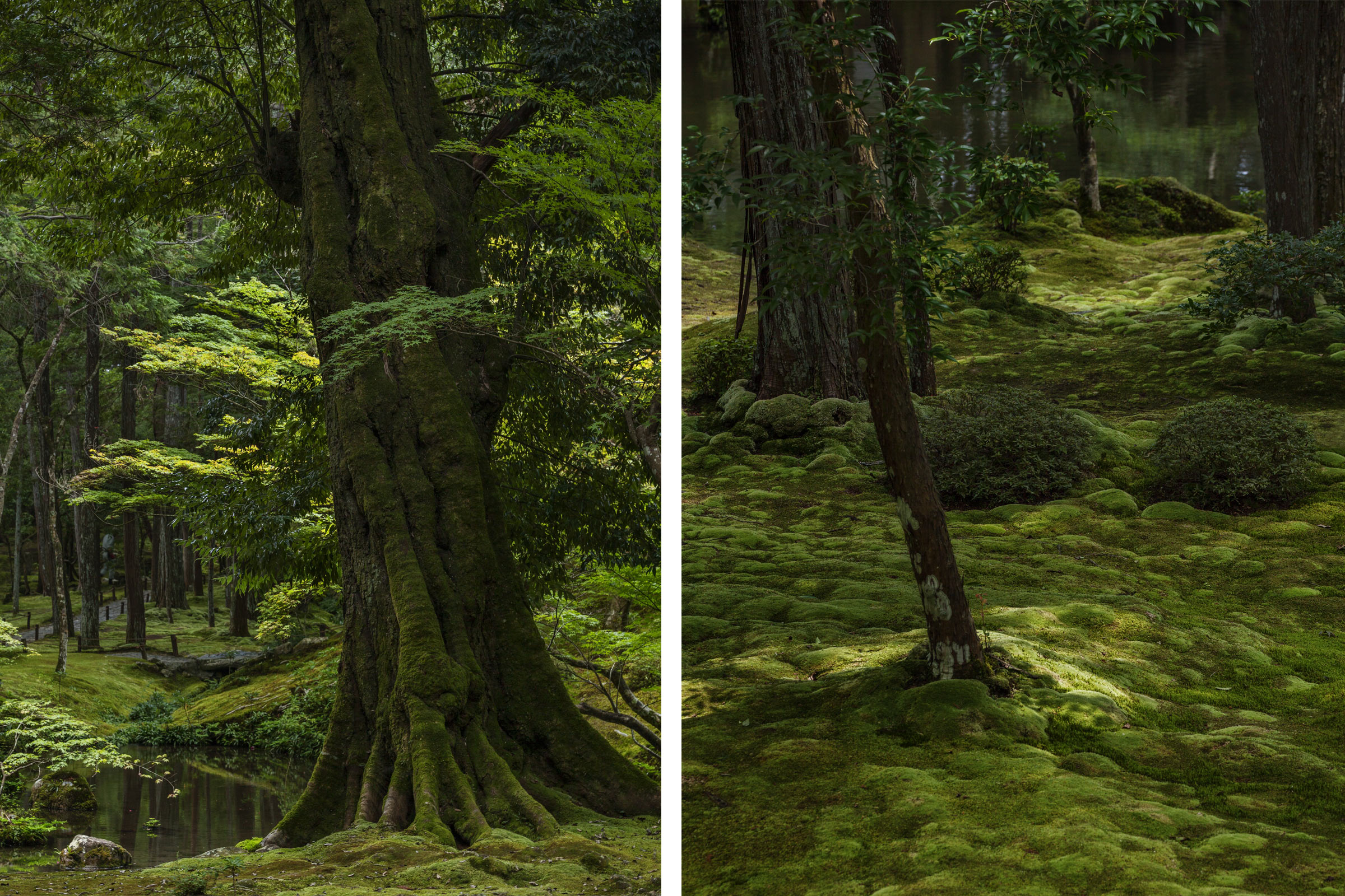 Saiho-ji - Temple des Mousses - Kokedera - Moss Temple - Kyoto - Saihoji