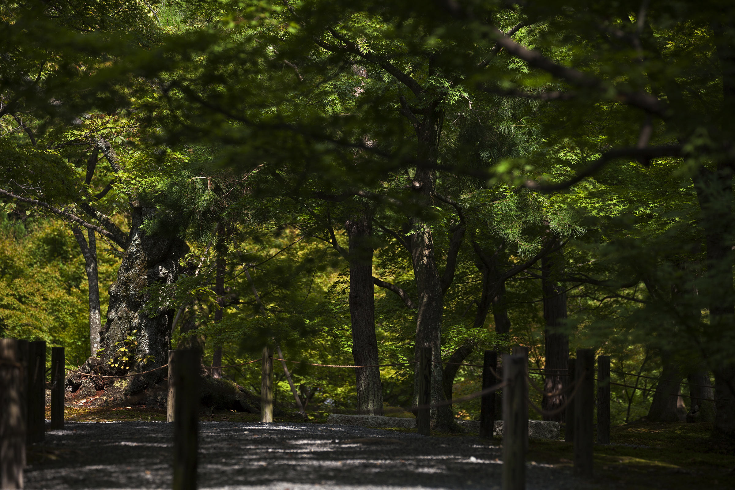 Tofuku-ji Garden - Tofuku-ji Garden - Tofukuji - Kyoto -