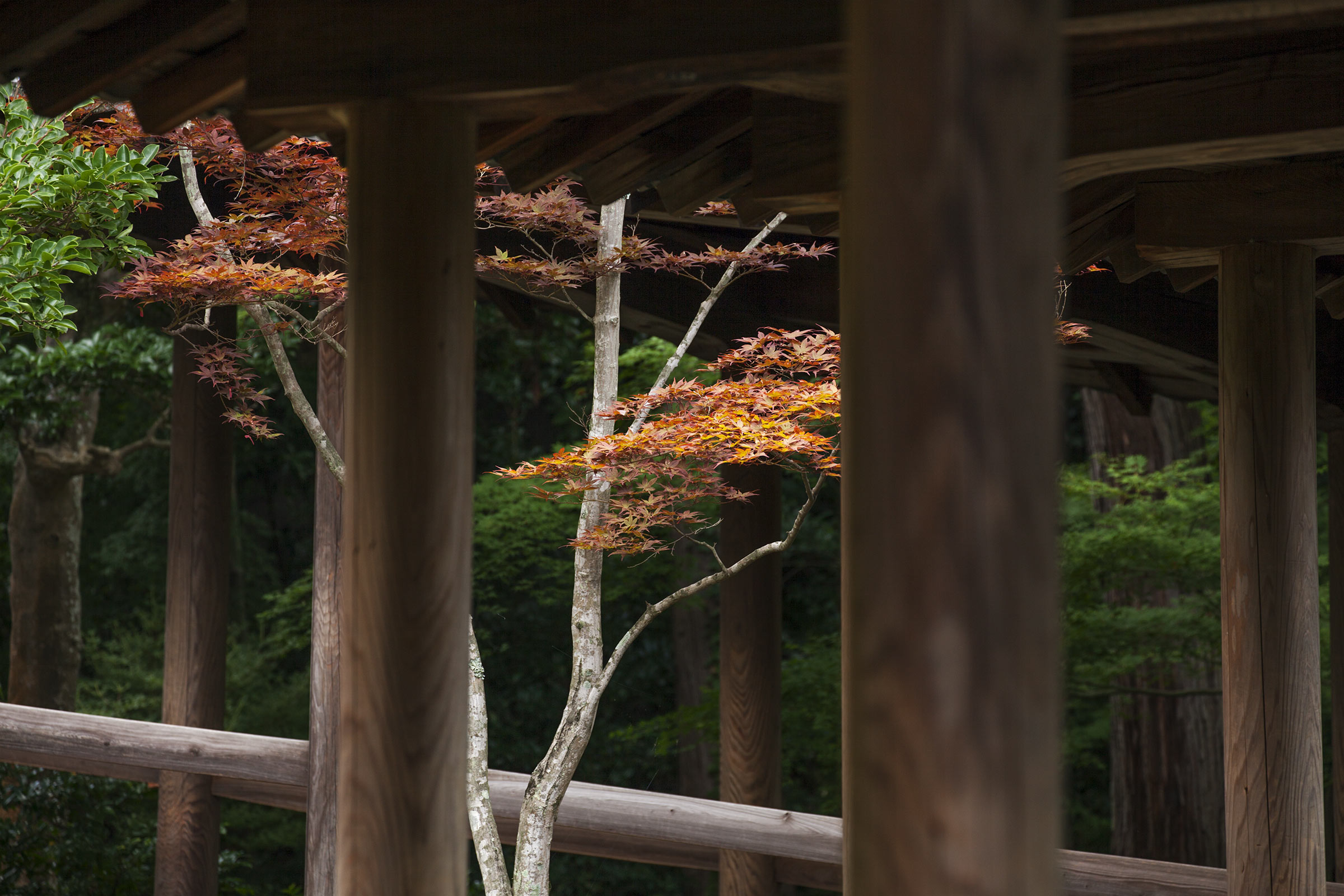 Tofuku-ji Garden - Tofuku-ji Garden - Tofukuji - Kyoto -