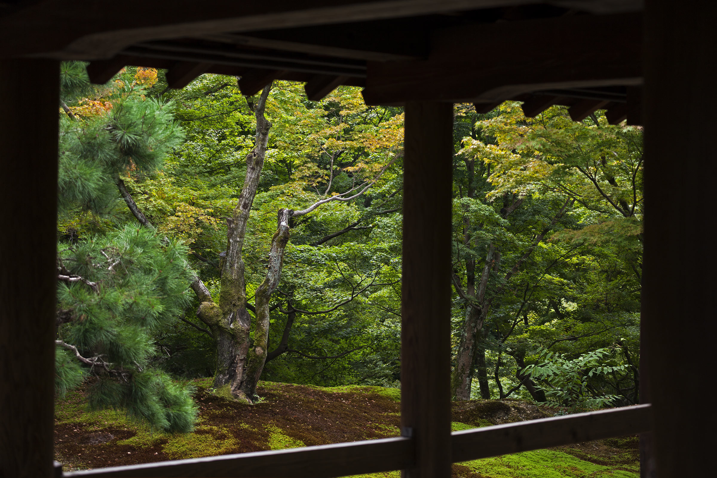 Tofuku-ji Garden - Tofuku-ji Garden - Tofukuji - Kyoto -