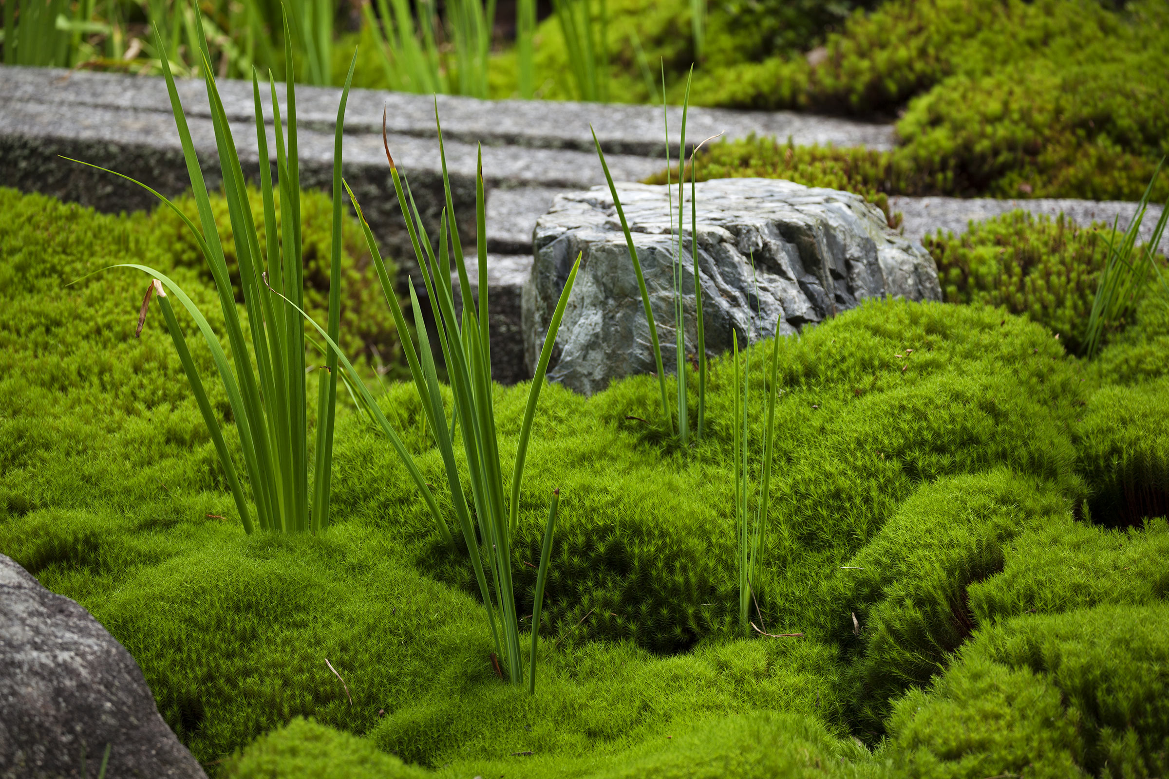 Tofuku-ji Garden - Tofuku-ji Garden - Tofukuji - Kyoto -