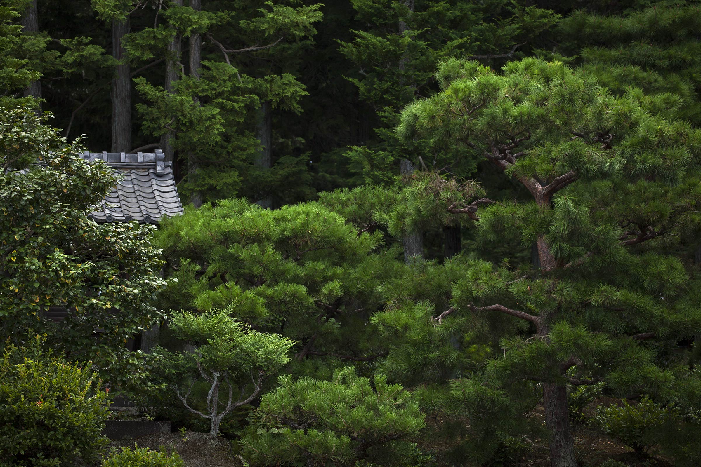 Tofuku-ji Garden - Tofuku-ji Garden - Tofukuji - Kyoto -