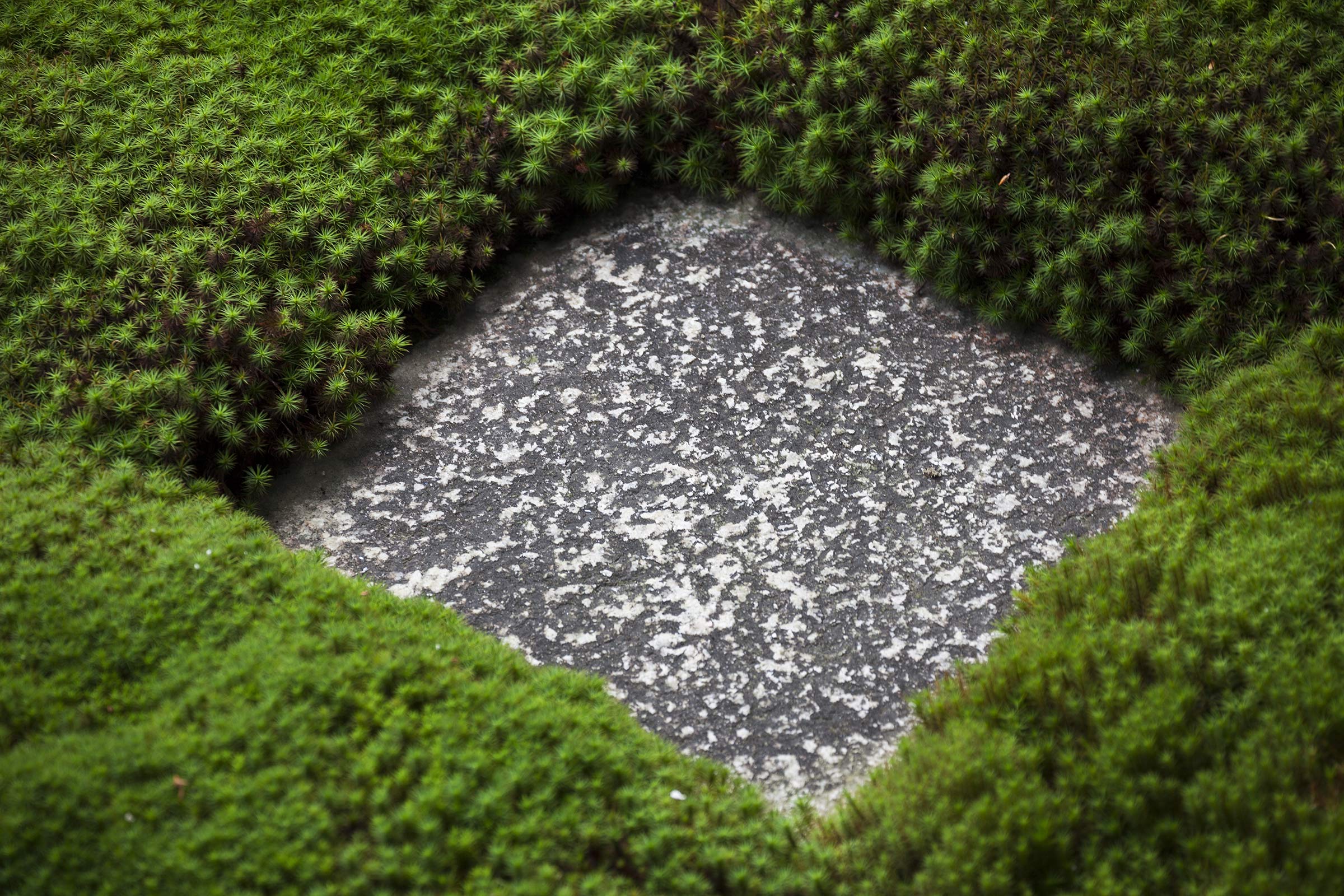 Tofuku-ji Garden - Tofuku-ji Garden - Tofukuji - Kyoto -