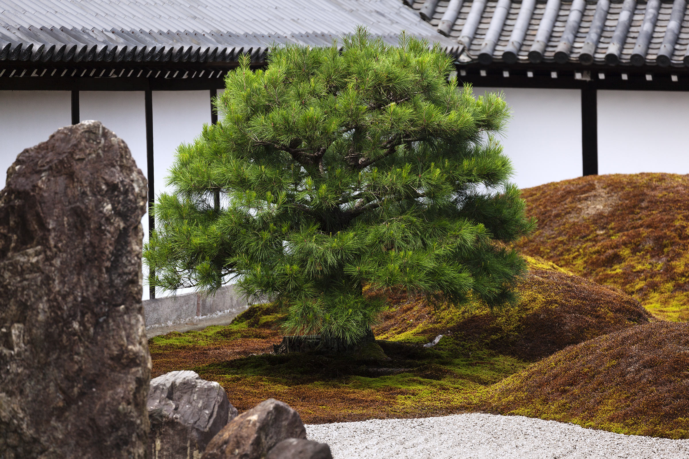 Tofuku-ji Garden - Tofuku-ji Garden - Tofukuji - Kyoto -