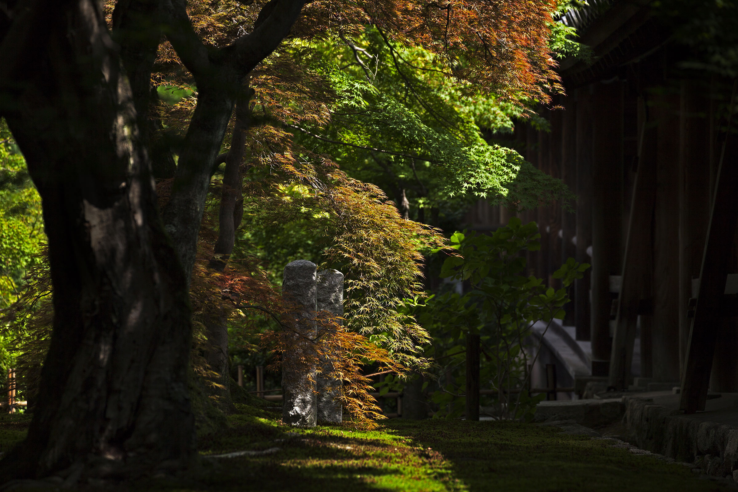 Tofuku-ji Garden - Tofuku-ji Garden - Tofukuji - Kyoto -
